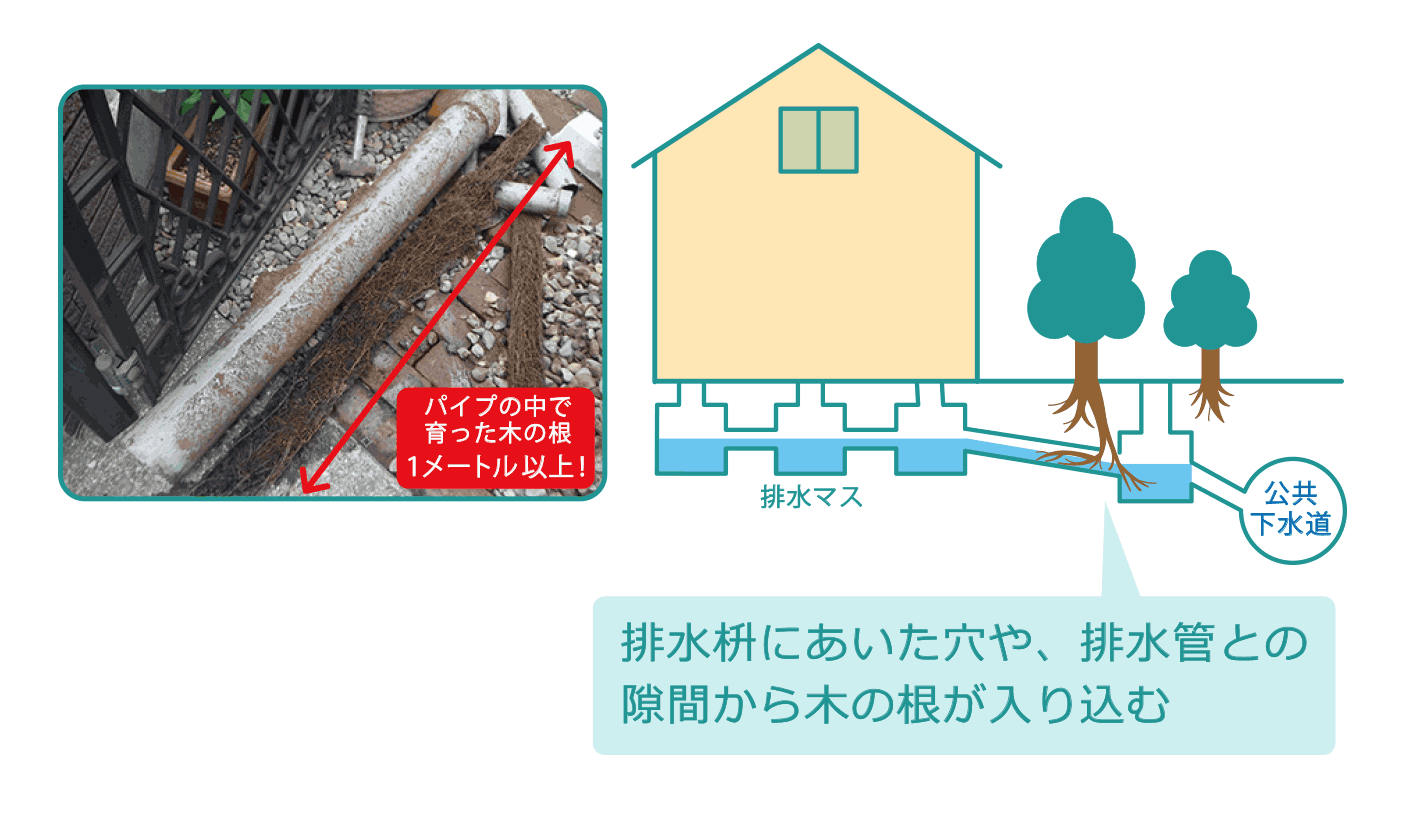 排水枡にあいた穴や、排水管との隙間から木の根が入り込む
