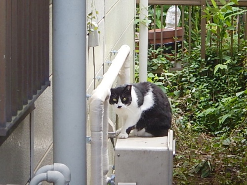 給湯器の上の猫