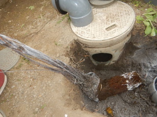 排水管に木の根がびっしり!