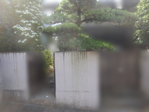 松の木